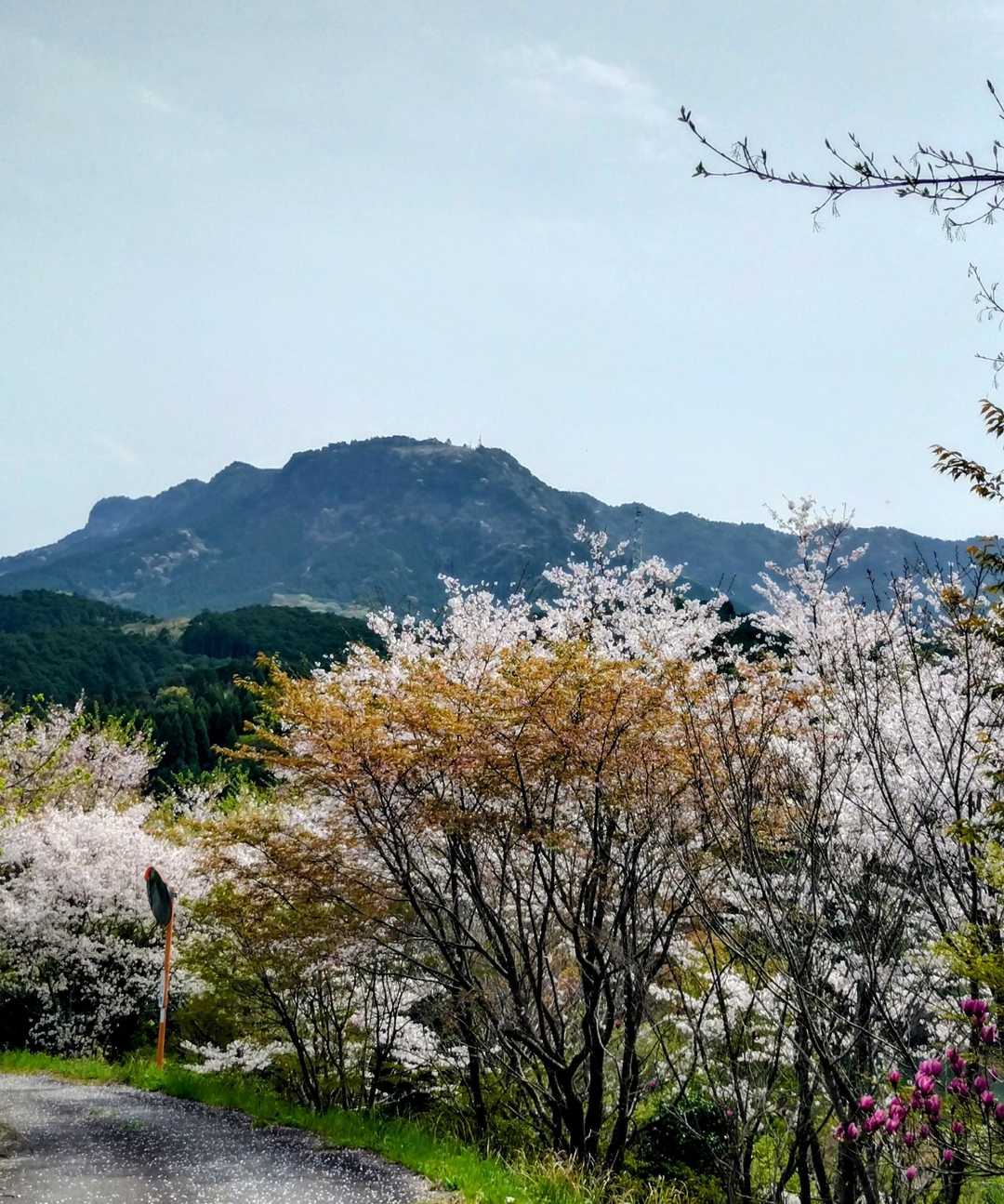 花吹雪舞う🌸八面山にて山友と👭桜を愛でる🌸 至福の時🤗 / りーちゃん