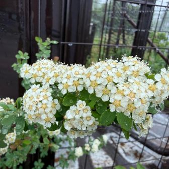 マルバシモツケ