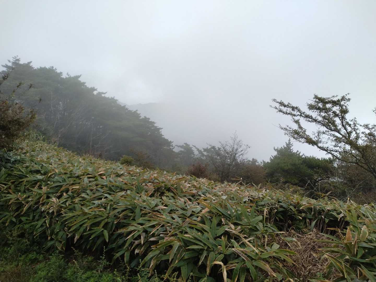 し～ん
鳥のさえずりもなく
幻想的な景色でした