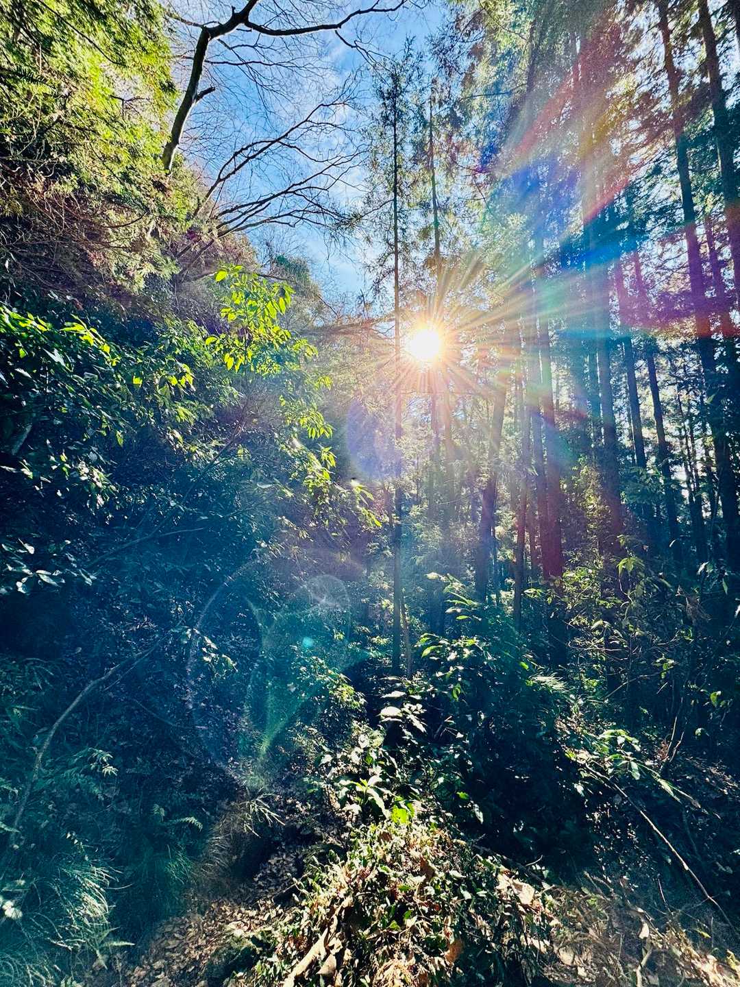 木漏れ日に癒される〜。

鷲子山へ移動しまーす。