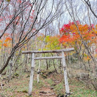 ⛩️と紅葉🍁