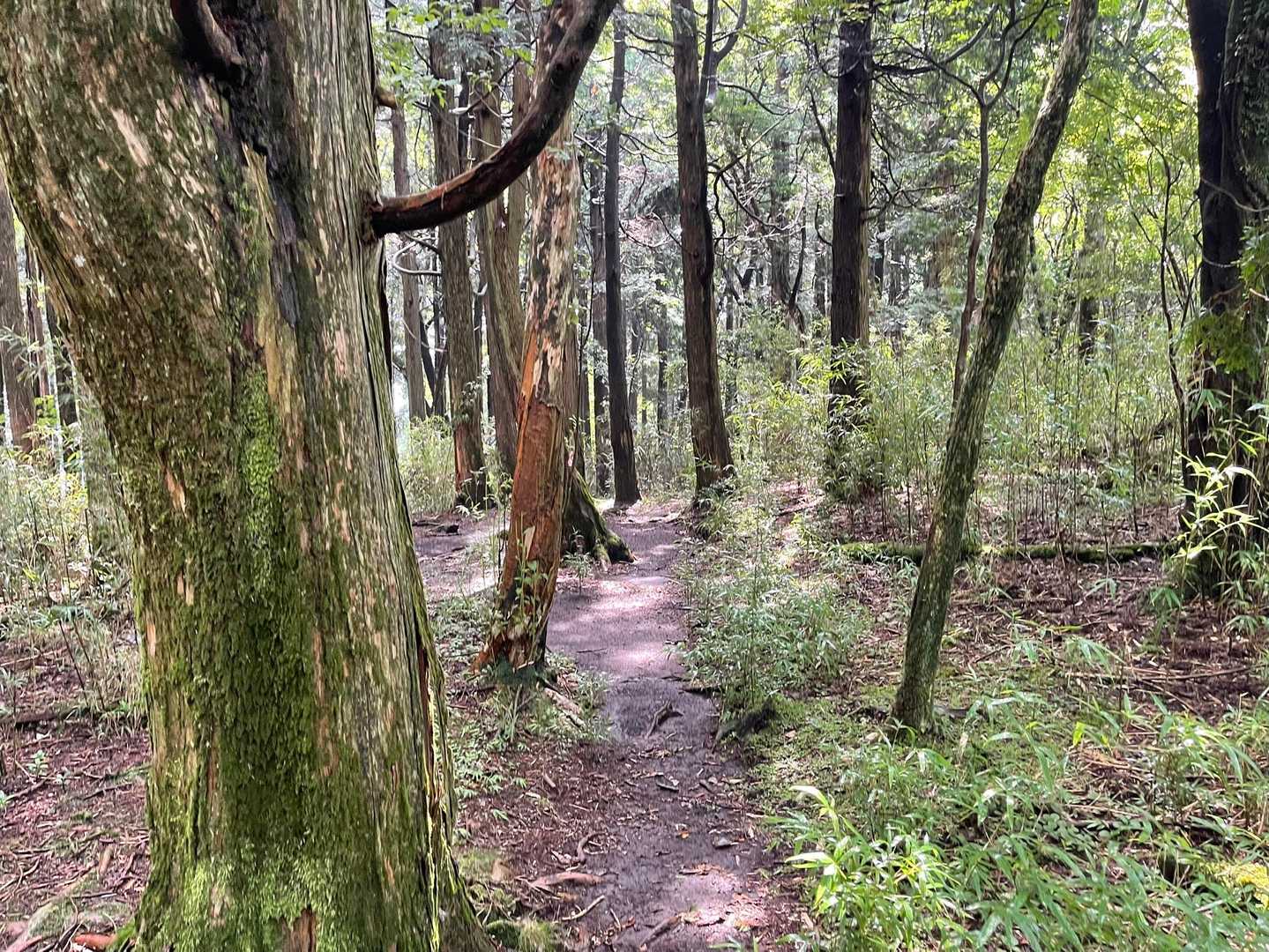 湖尻峠-三国山 往復コースの写真