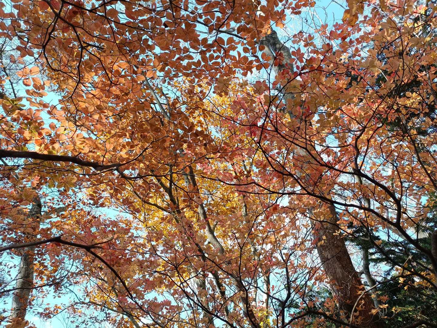 下山道はオレンジの紅葉
こちらも素敵