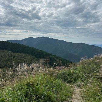 金剛山に向かうススキ道