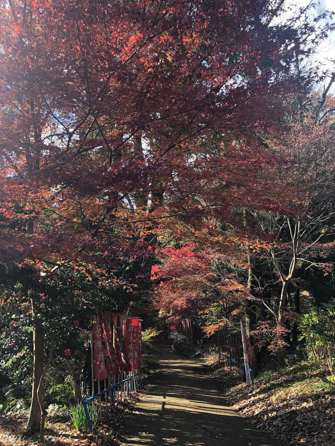 うーん、紅葉。