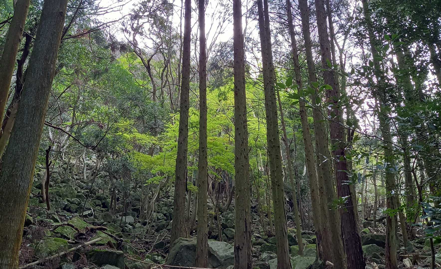 午前中は曇り。
新緑は目につくなぁ😊