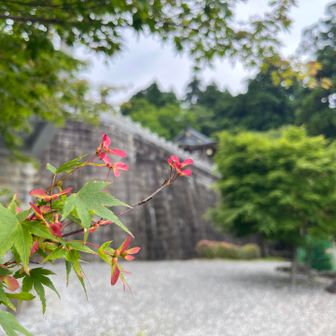 もみじの種
変化なし