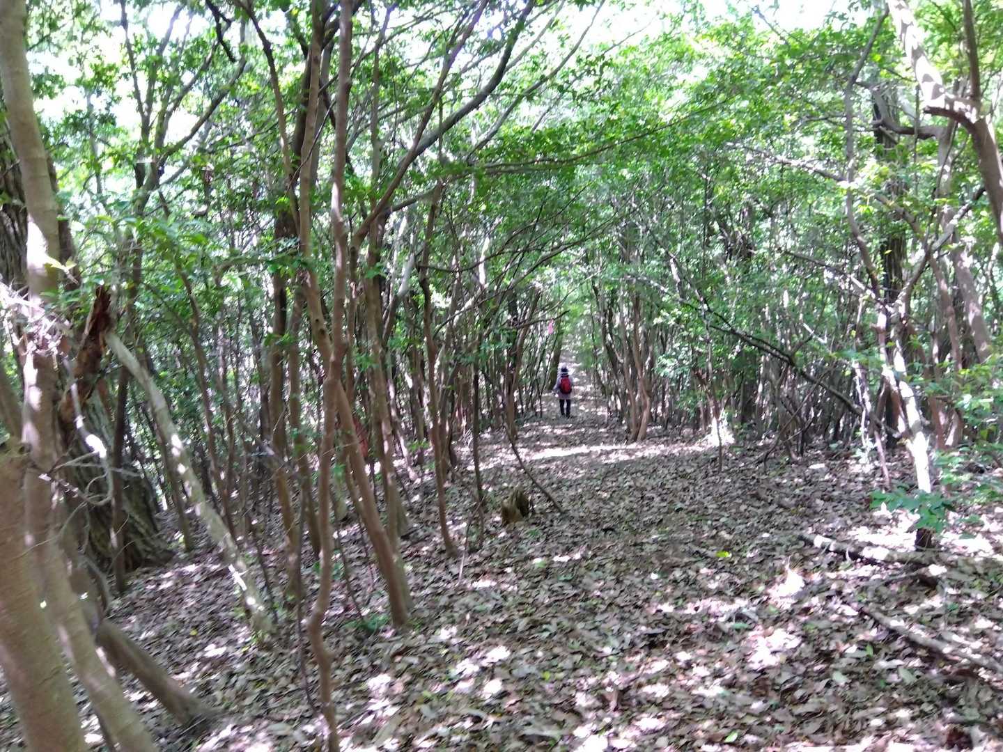 相方は走って下る🏃