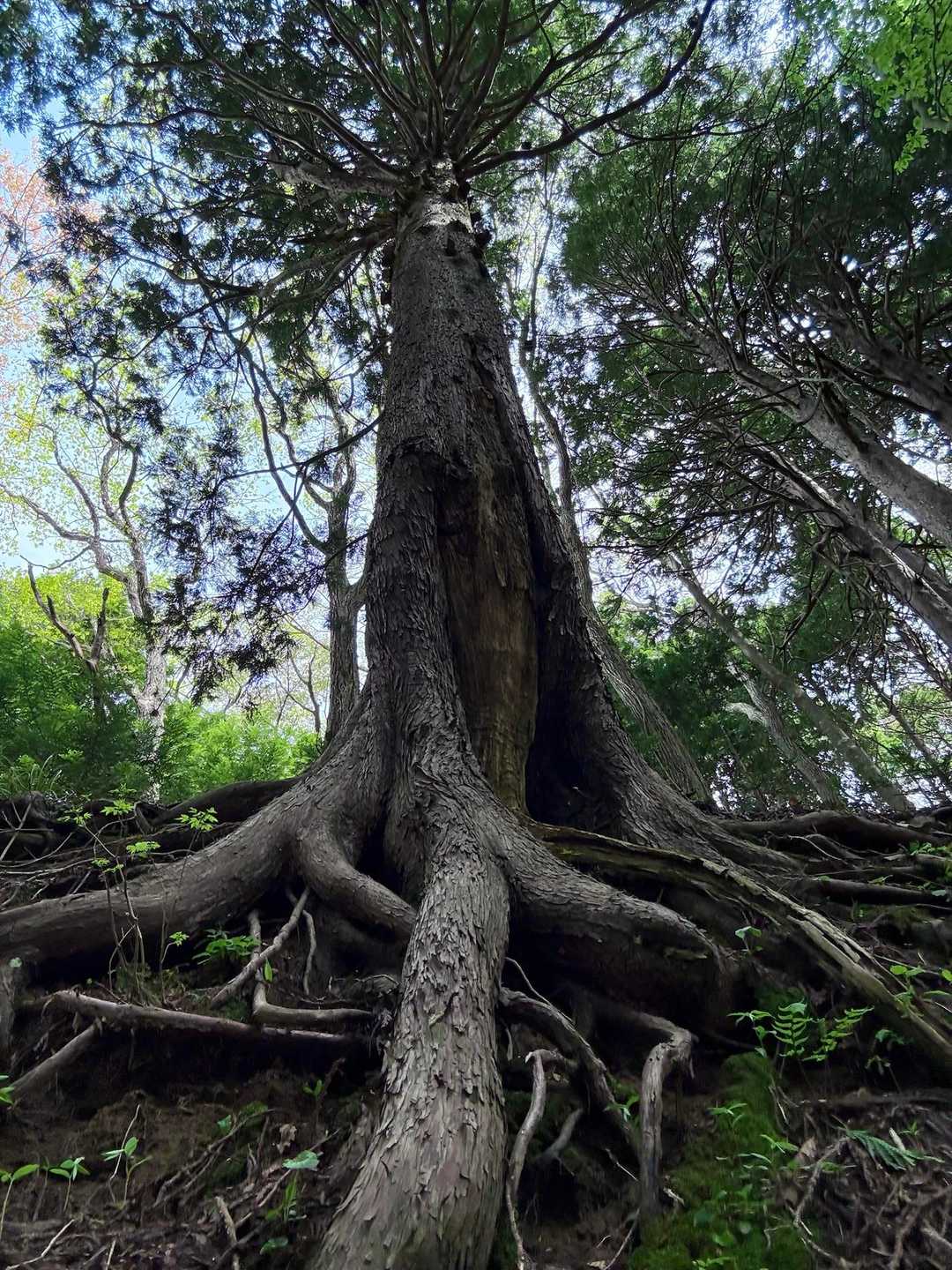 迫力満点の木が沢山で、何度も見上げる🌲