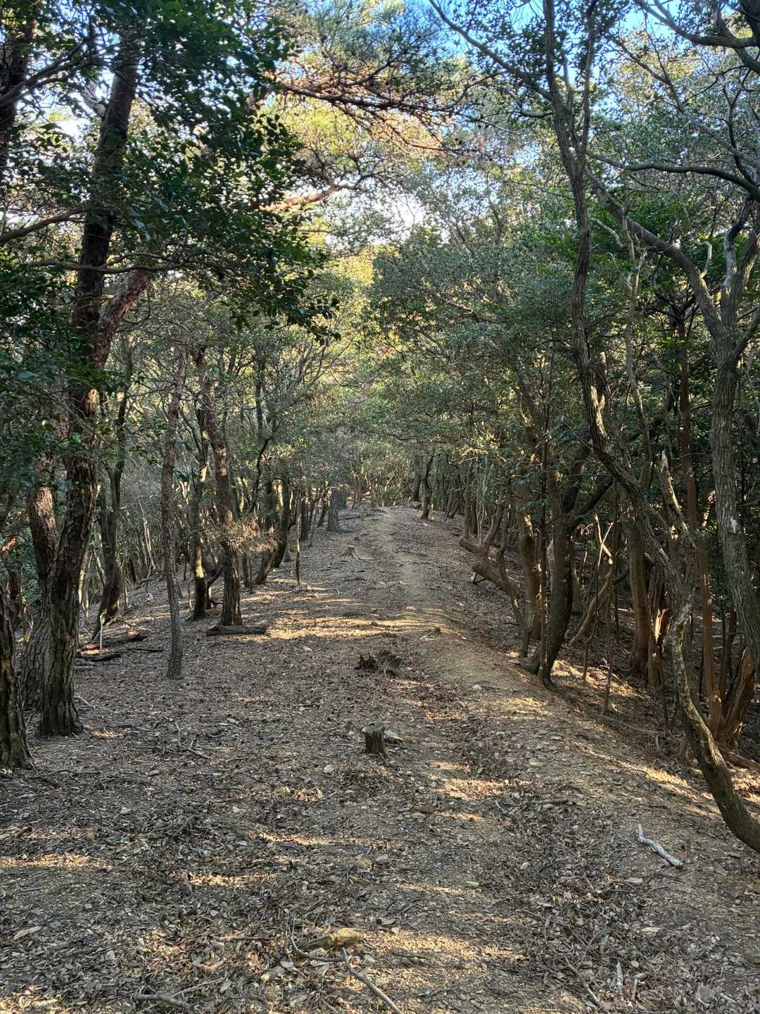 安心のコース