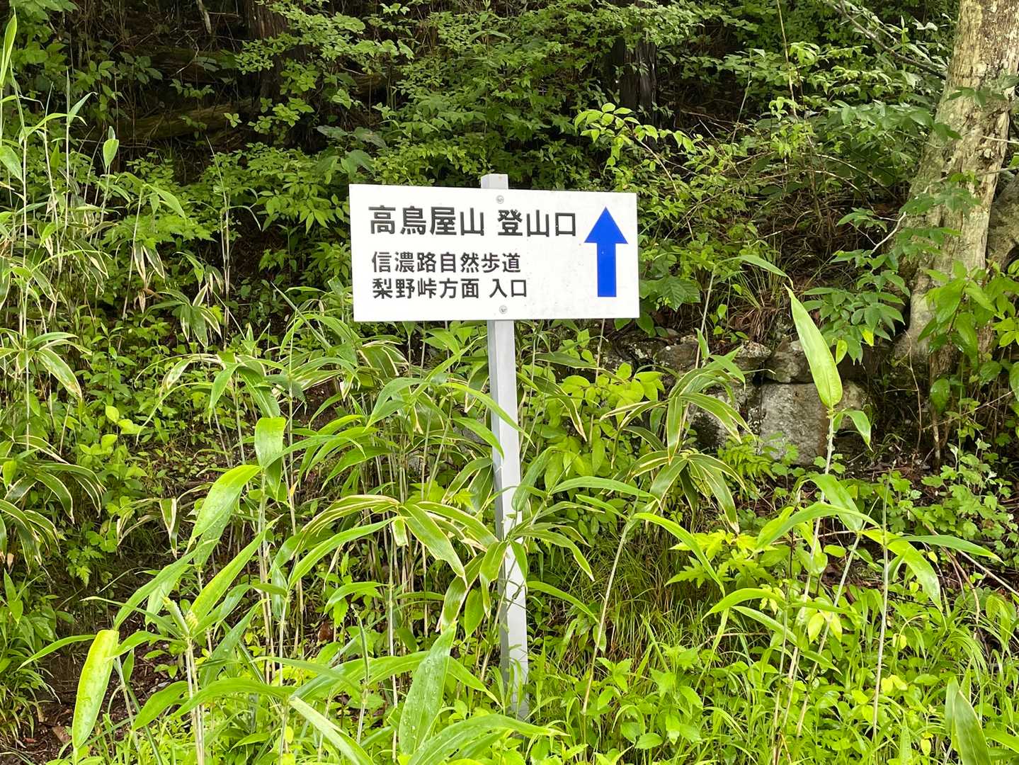 鳩打峠-高鳥屋山 往復コースの写真