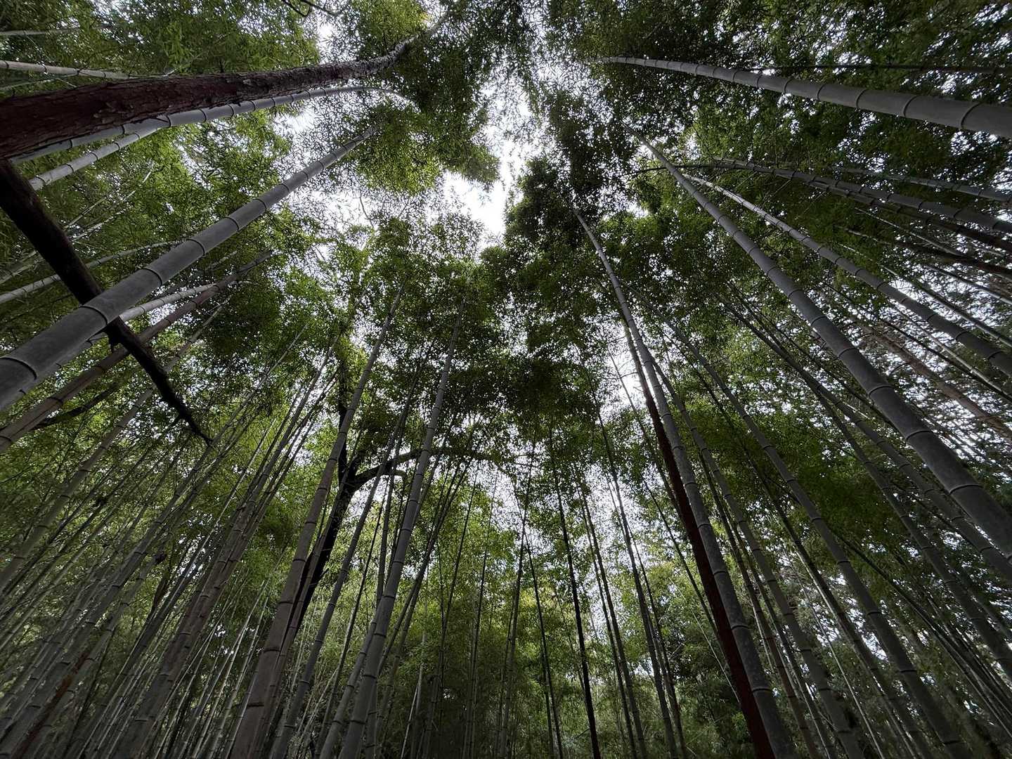 竹林✨✨
