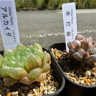 「HoneyPlants」で購入したハオルチア2株