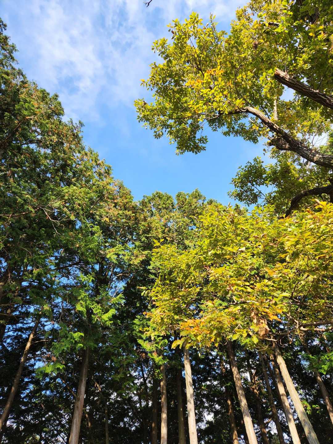 城台山 往復コースの写真