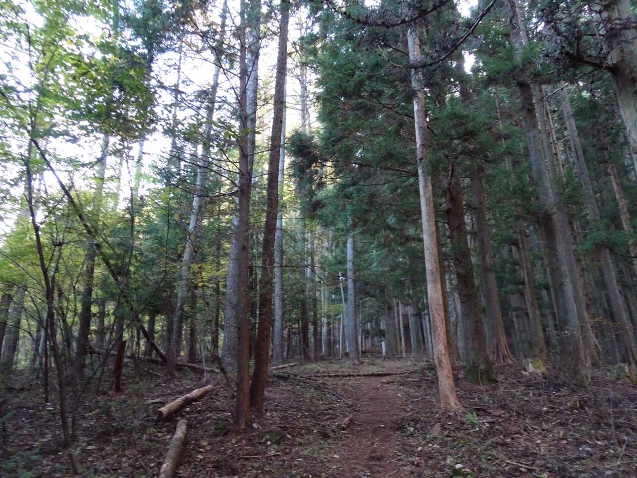 最初は傾斜は緩く歩きやすい。ルート複数あるので気をつける💦