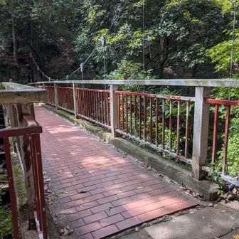 猿のかずら橋
渡りませんが…。