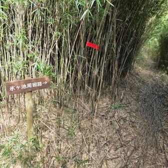 左は氷ヶ池周回路だそうですが、今日は大人しくYAMAPのルートを辿ります。