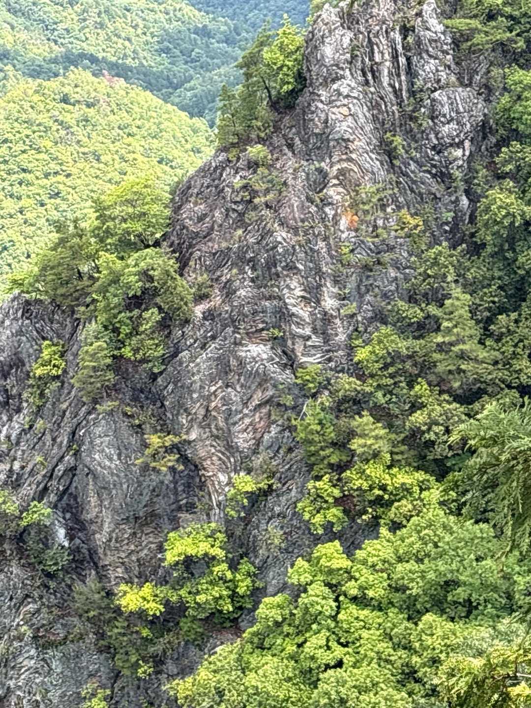 チャート模様