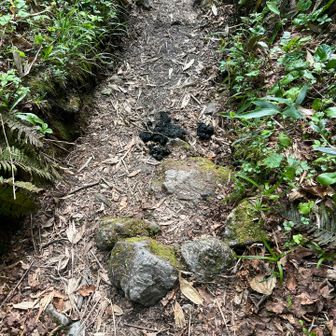 双子岩🪨近くにかなり新しいクマのフンあり😵
前日にすれ違った方に話は聞いてました