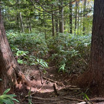 ここが登山道…かなりわかりにくい。先行者の方がいなかったら、気付きませでした。ありがとうございます！