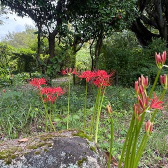 彼岸花も咲いてます