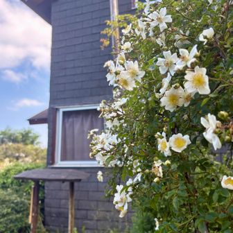 ノイバラと木ノ又小屋
ここまで、すれ違った方数名かな

行者ケ岳の手前ですれ違った、おじいちゃんに「大倉までか？」と聞かれて
「そうですー」と答えたら「頑張れー」って
短い会話だけど嬉しかった(*'▽'*)

