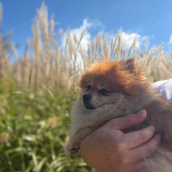 私、花より団子派だけど🍡ススキが似合うでしょ🌾ワン🐶