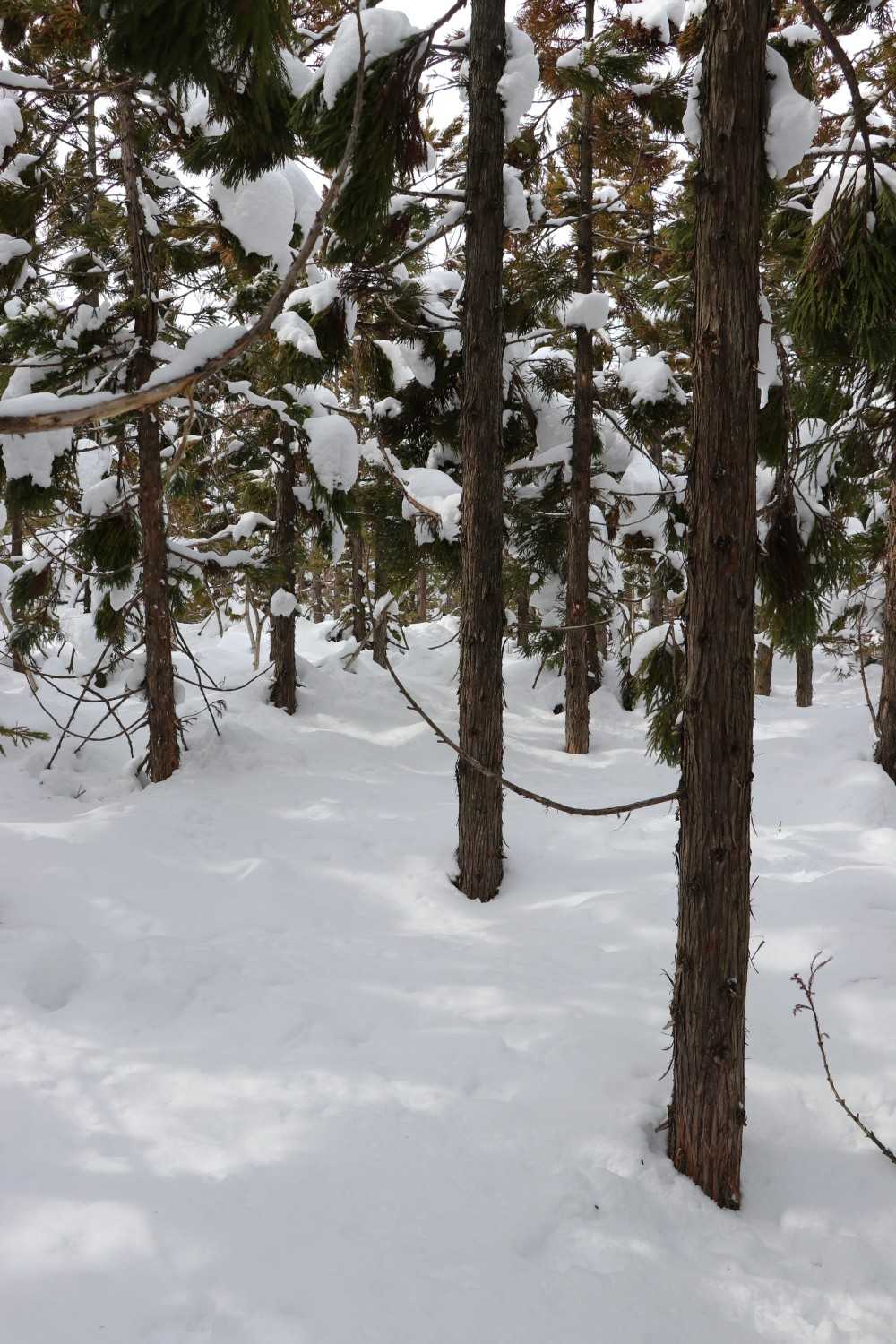 杉林の中の三郎沢山山頂