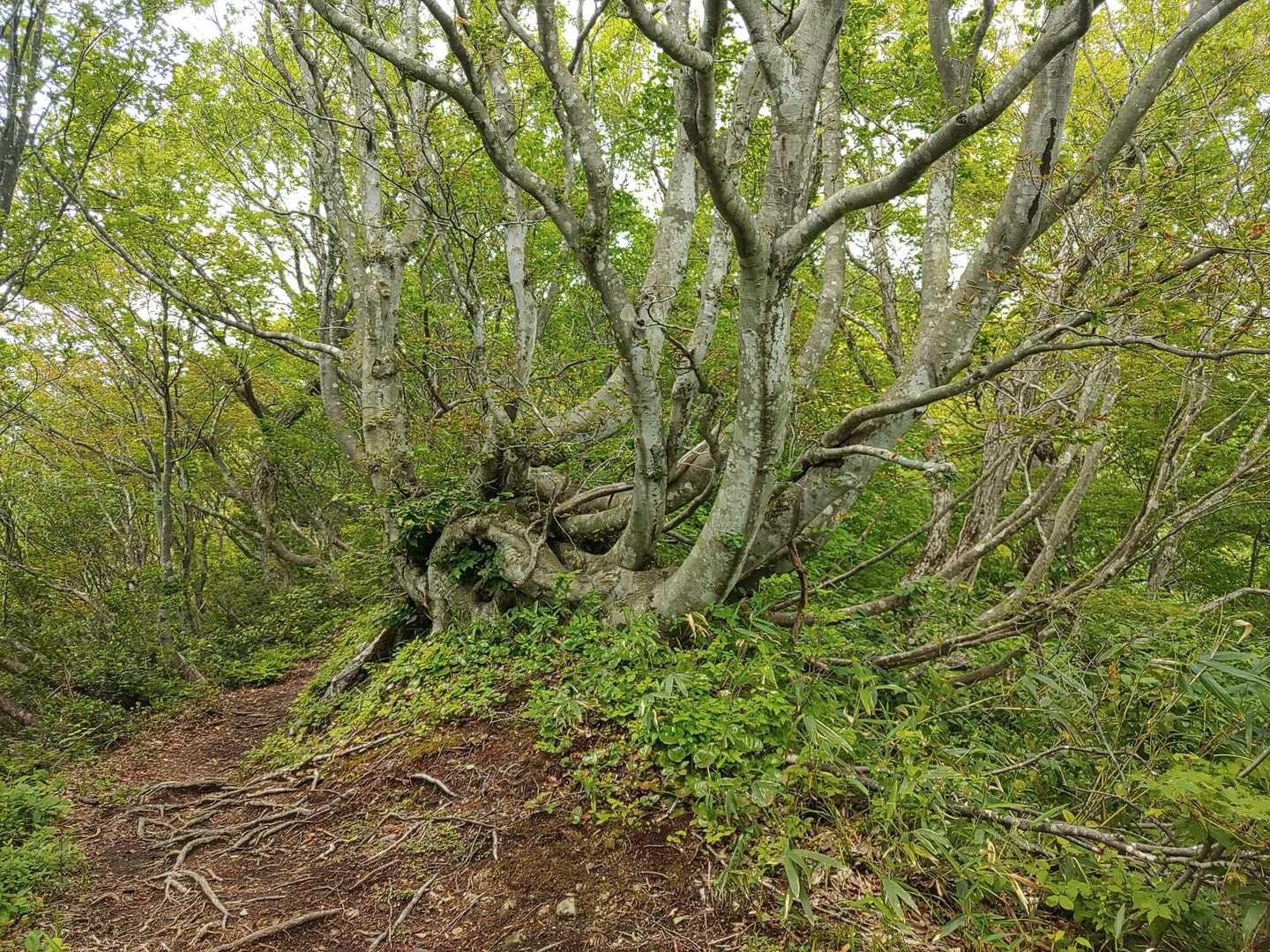 女峰への山道の奇妙な形のブナ