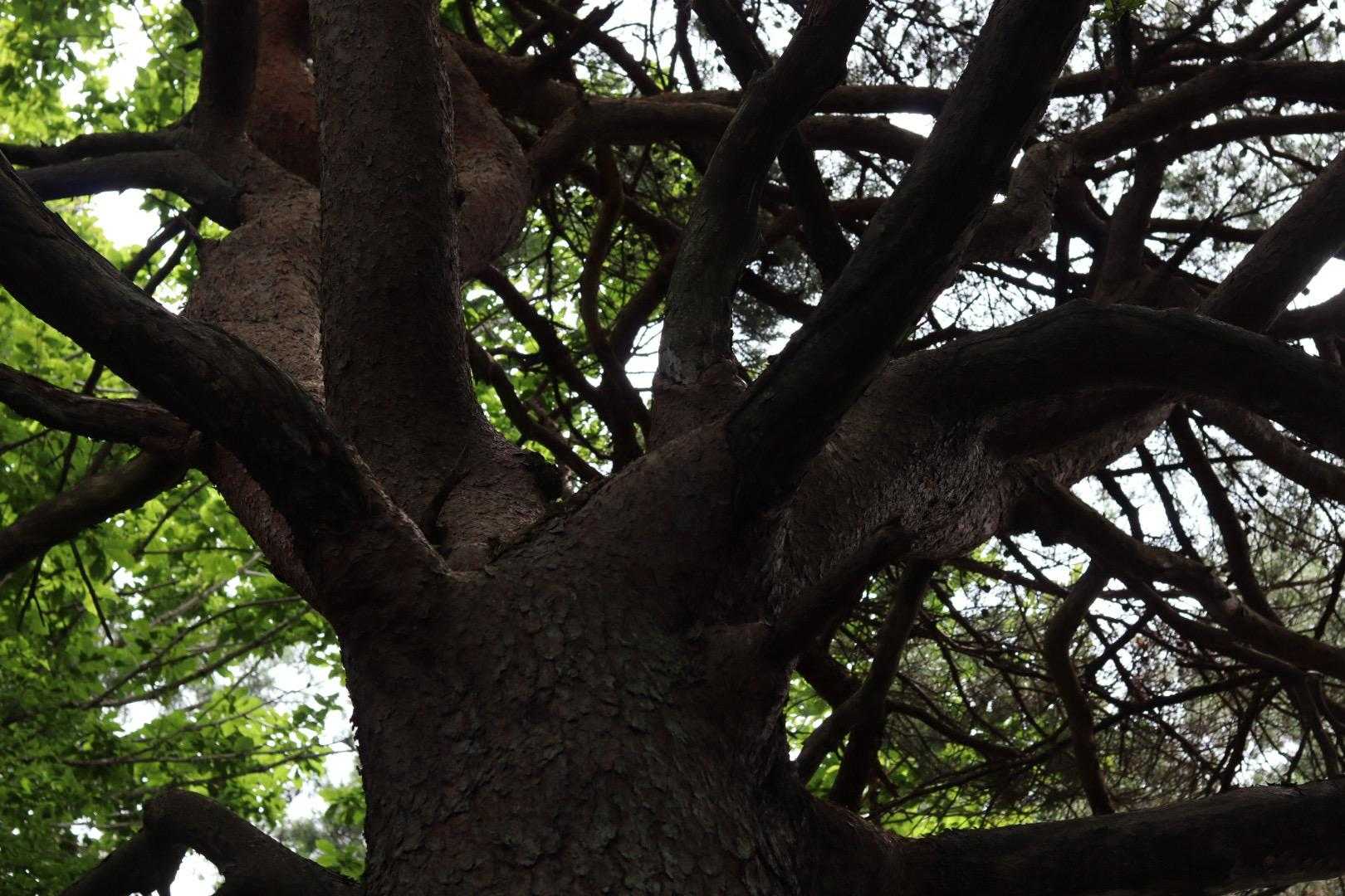 戸倉山 往復コースの写真
