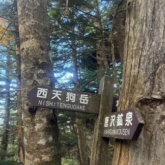 分岐