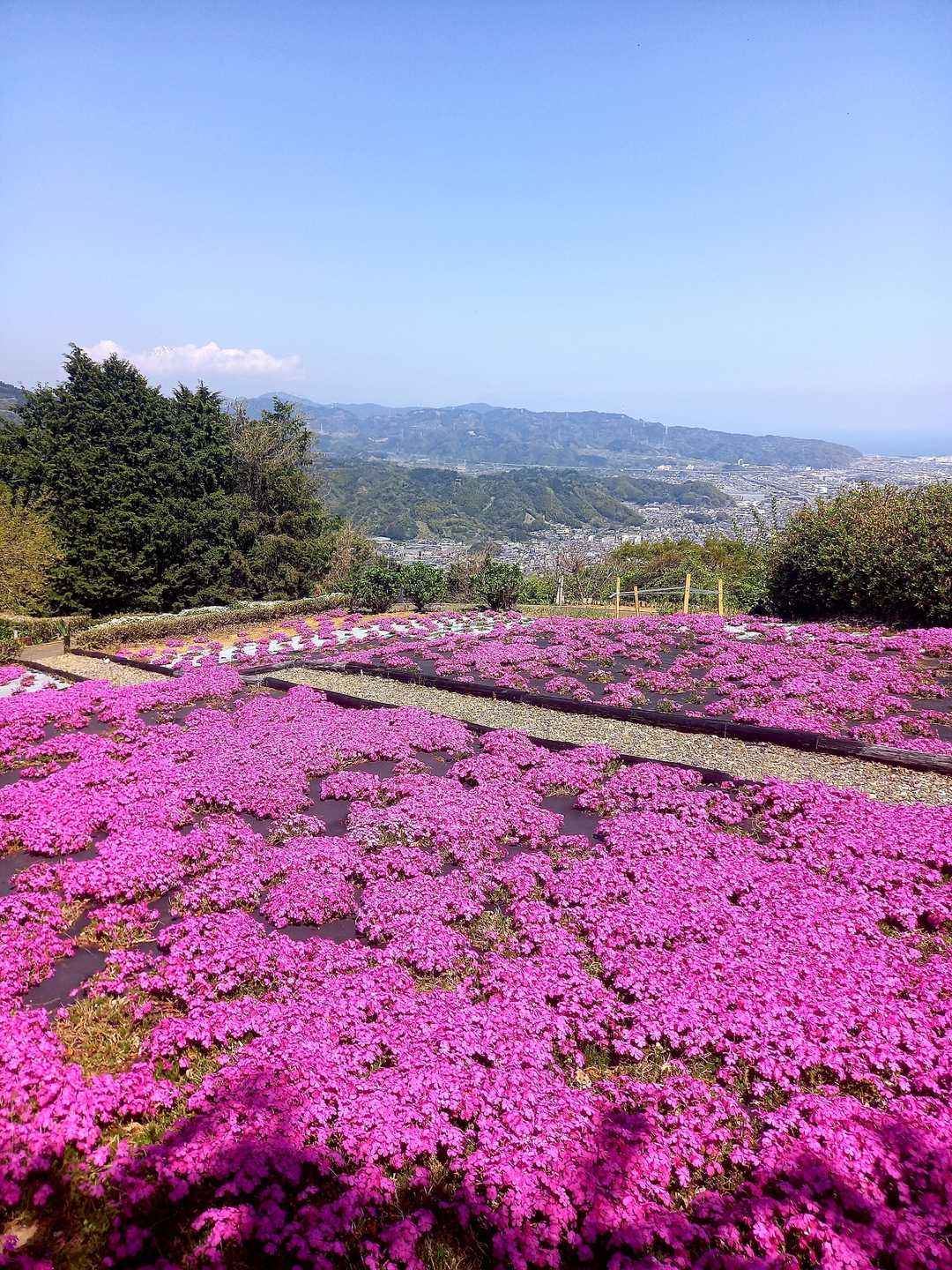 お花畑、キレイです。良く整備管理されてます