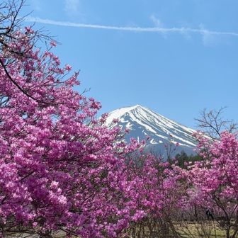 ミルダイ