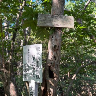 根本沢自然環境保全地域　栃木県