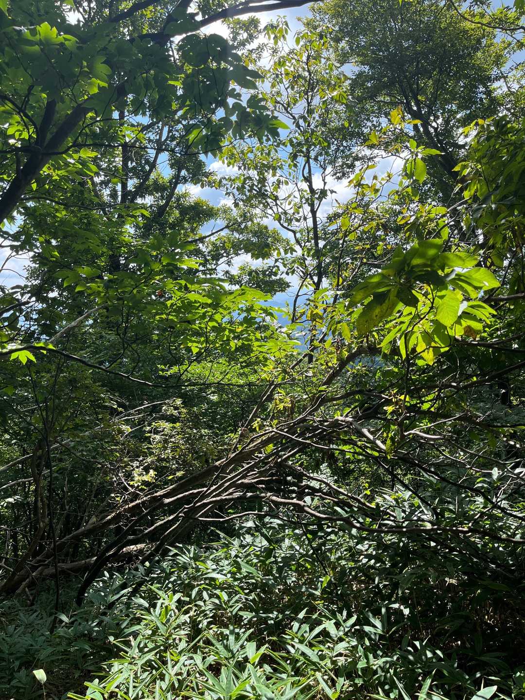 眺望は僅か。