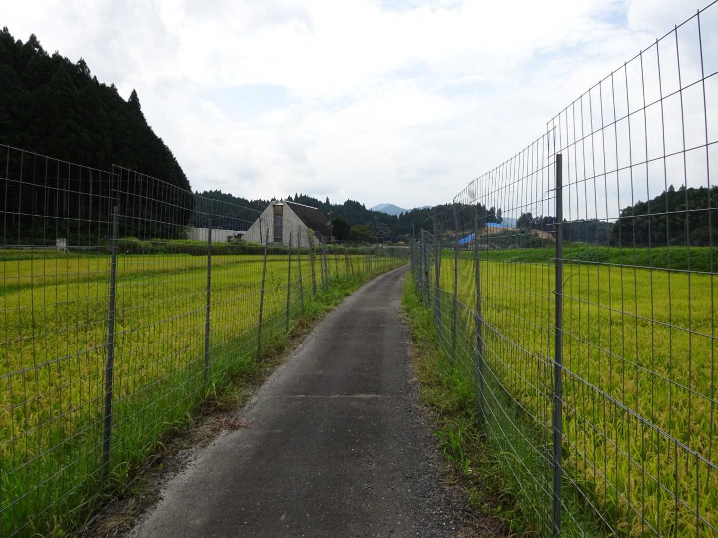 伊那佐山 往復コースの写真