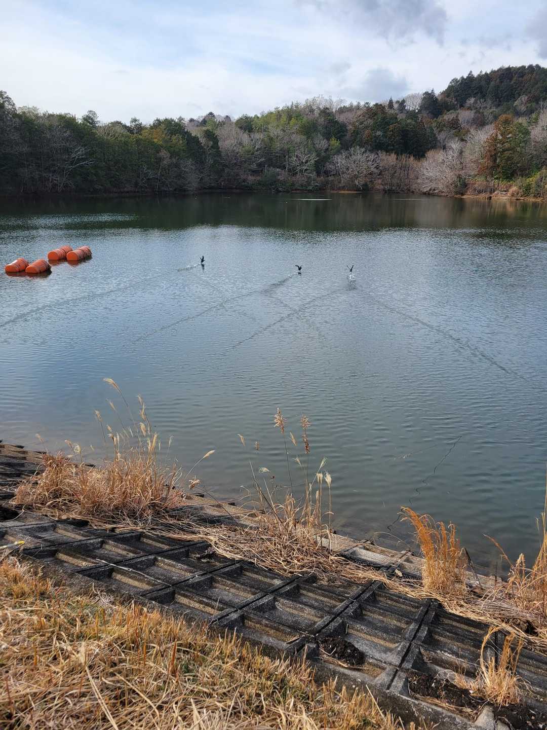 低空飛行🦆