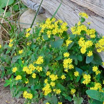 ヤクシソウかな？
花が少ない季節なので目立つね