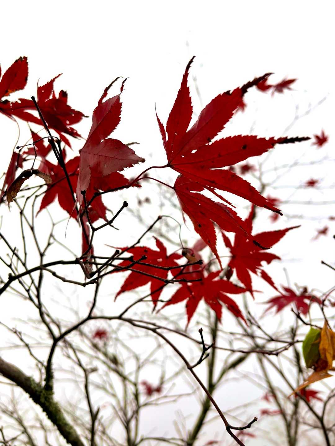 こちらは真っ赤！🍁
無事紅葉狩りを全う出来ました🙏