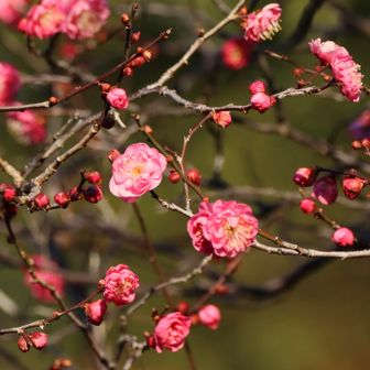 岡本梅林は八重寒梅が咲き始め