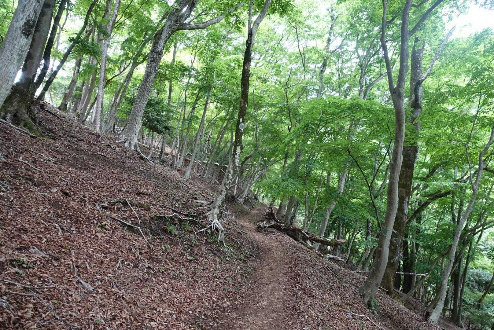 ゴーラ沢までは歩き易く、
サクッと行きます