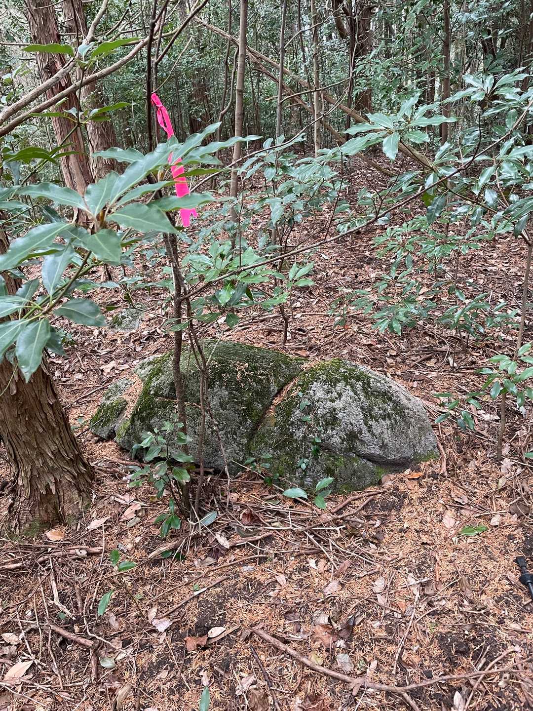 佐賀利山の写真