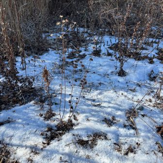雪は影に少し残る程度
アイゼン活躍の場無し　残念