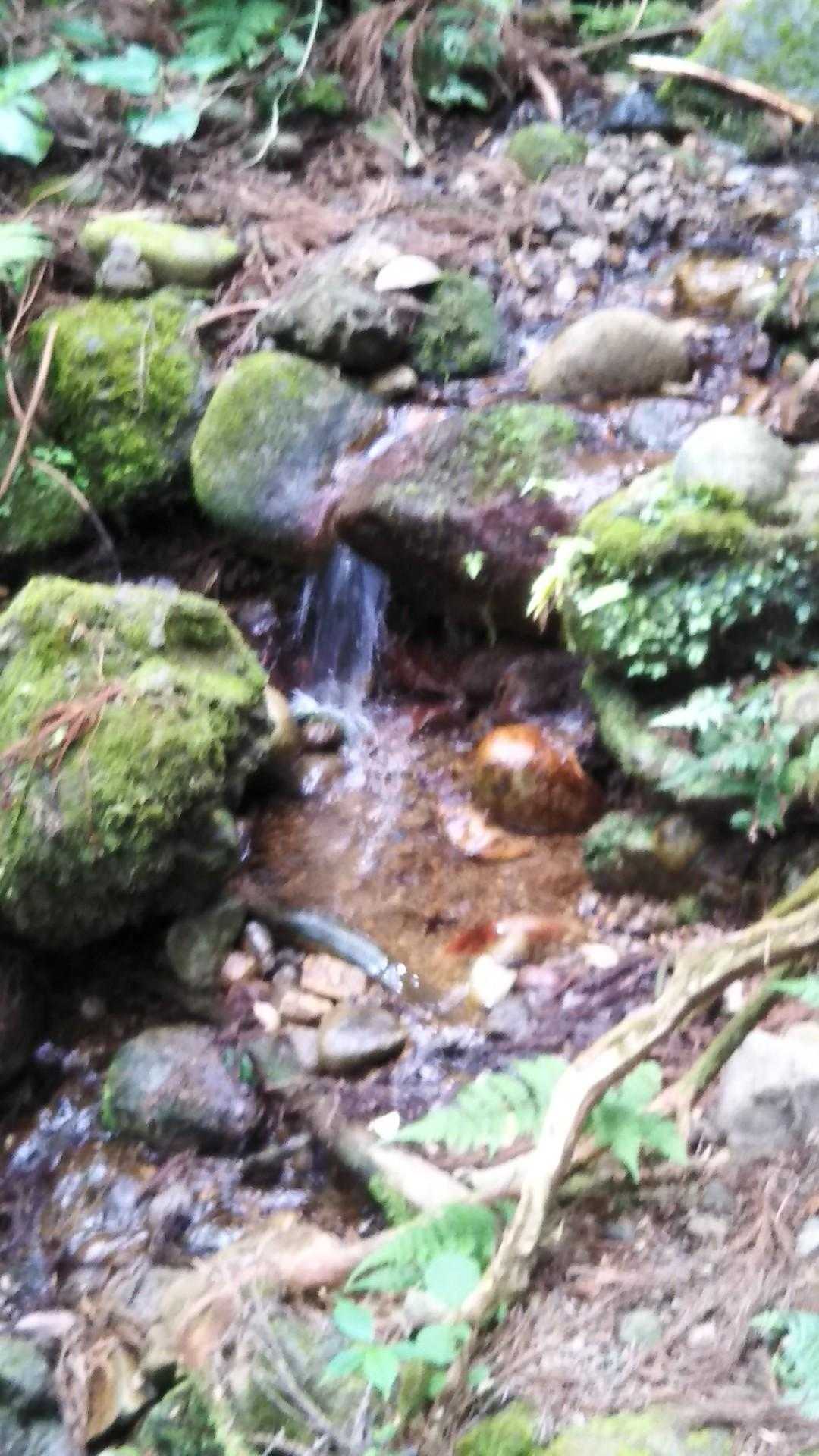 公園口からの水場