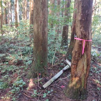 最初の分岐点、森林浴を楽しみました