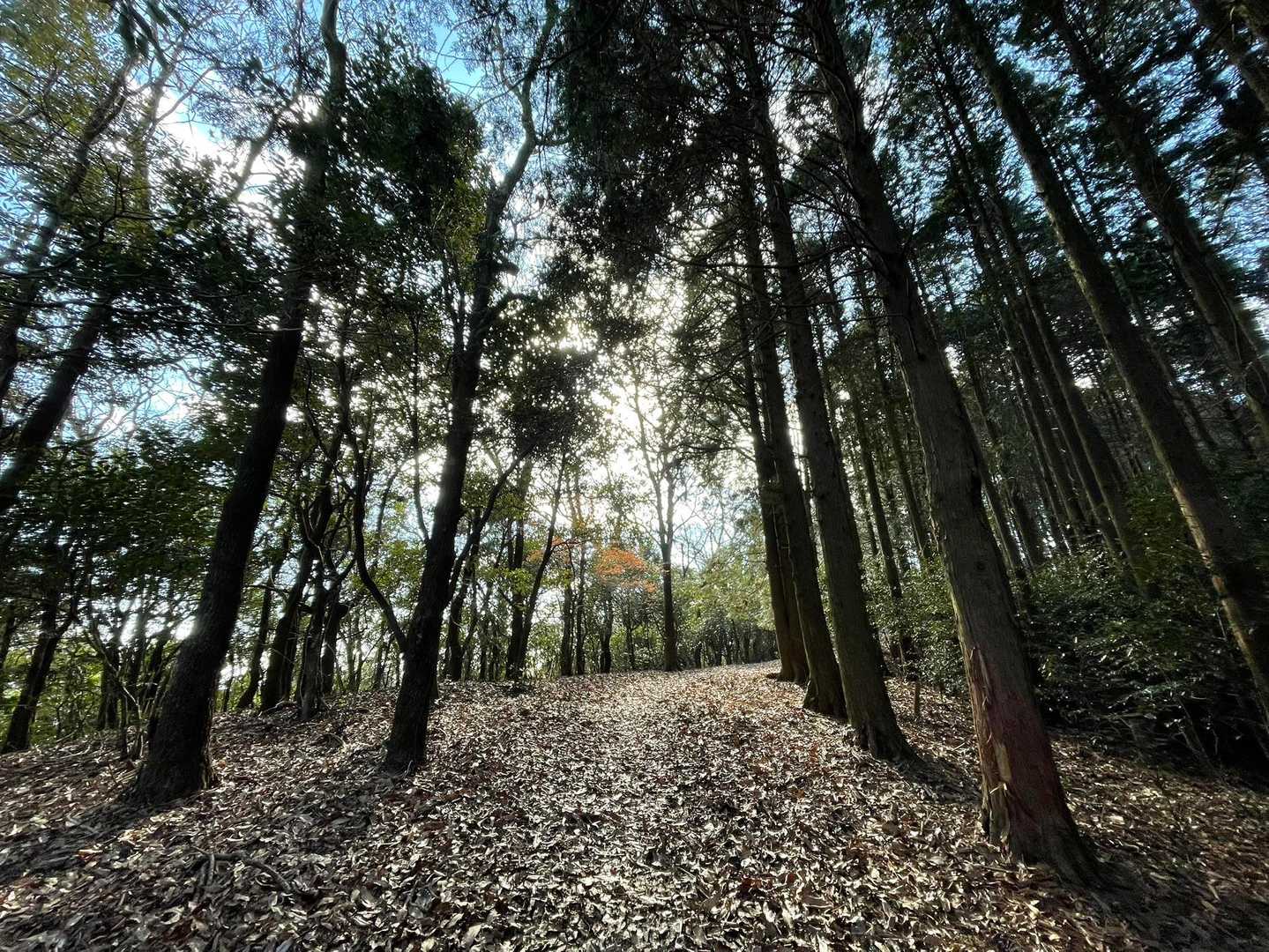 山頂に向かう登山道は神々しく気持ちイイ✨
