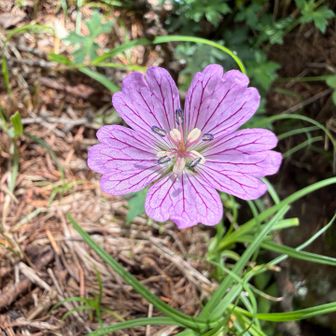 ちょうど7月〜8月の夏の時期に見頃を迎えます。

三ツ峠山の特産品と言える花🌸
ぜひ観察してみてください😊

全ての個体で「スジの模様」「花弁の形」「色」に個性があり、２つとして同じ花が無くかった🤔

観察していて楽しいですよ😆
三ツ峠山⛰️山頂稜線全域、広い範囲で見られます。
