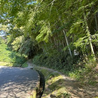 木陰の散策路が、登山口に見えてしまう。
