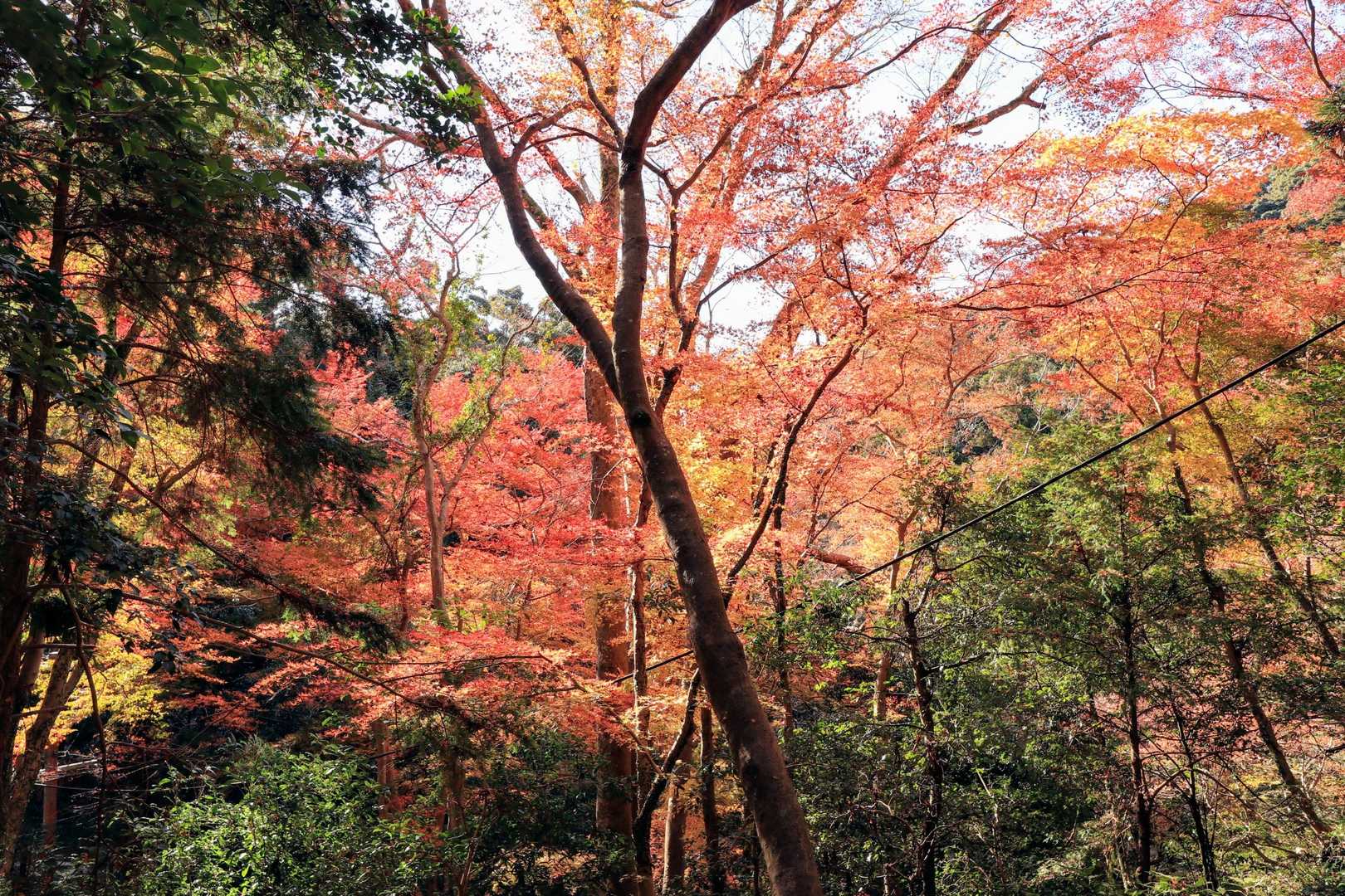 箕面大滝公園入口発着｜滝百選の名爆をめぐる往復コースの写真