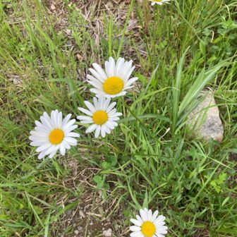 恋占いできるやつ　花びらは偶数だよな　フランスギクだと